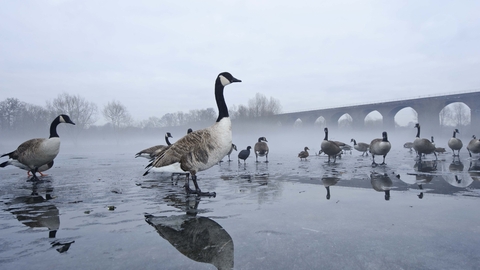 Canada goose bird outlet protected